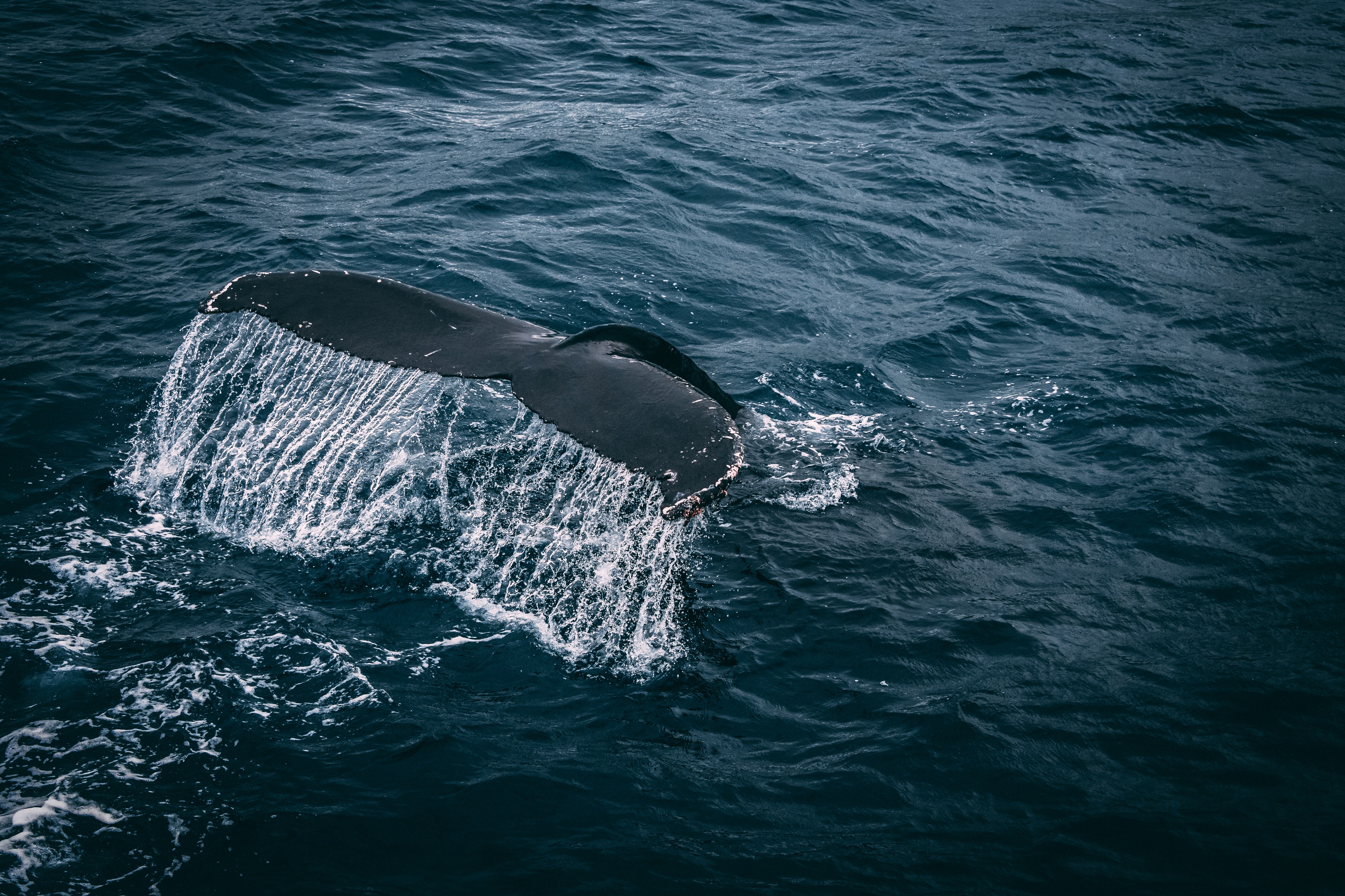 Ballenas, cambio climático